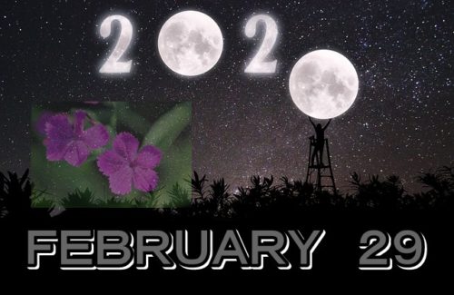 ２月２９日うるう年の誕生花はアルメリア 花言葉は思いやりと同情 World Cleaner ドラゴン会